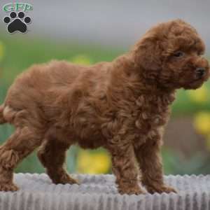 Trina, Toy Poodle Puppy
